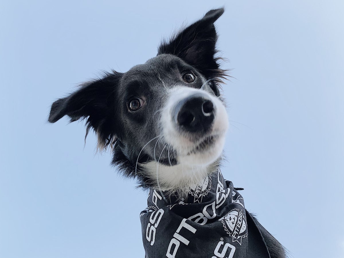 pit-boss-pit-puppies-dog-bandana-bandana-para-perro-en-2-tallas-s-y-l-regalo-par image 3